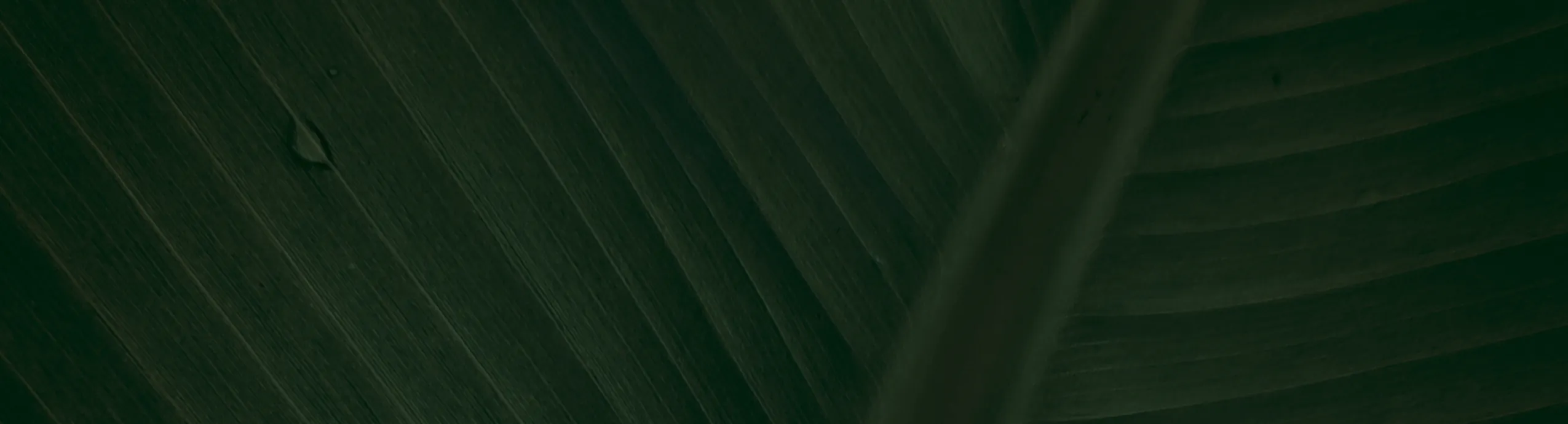 زيت زيتون  بكر عبوة زجاج 1 لتر